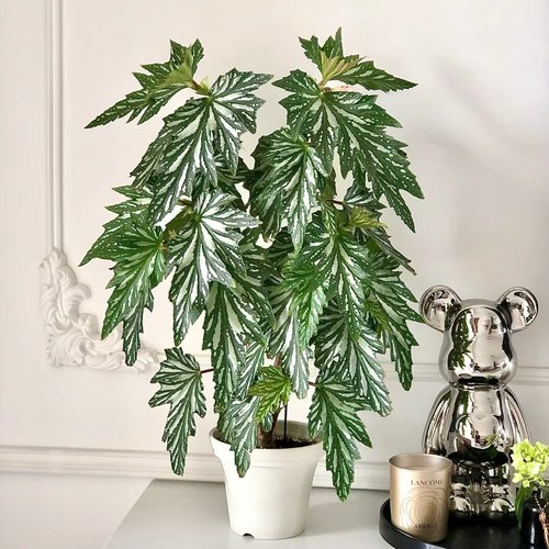 乌头杂秋海棠盆栽 竹节类 室内彩叶芋海芋海棠花观叶水培植物