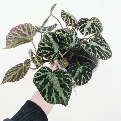 Begonia imperialis银珠帝王银色宝石秋海棠