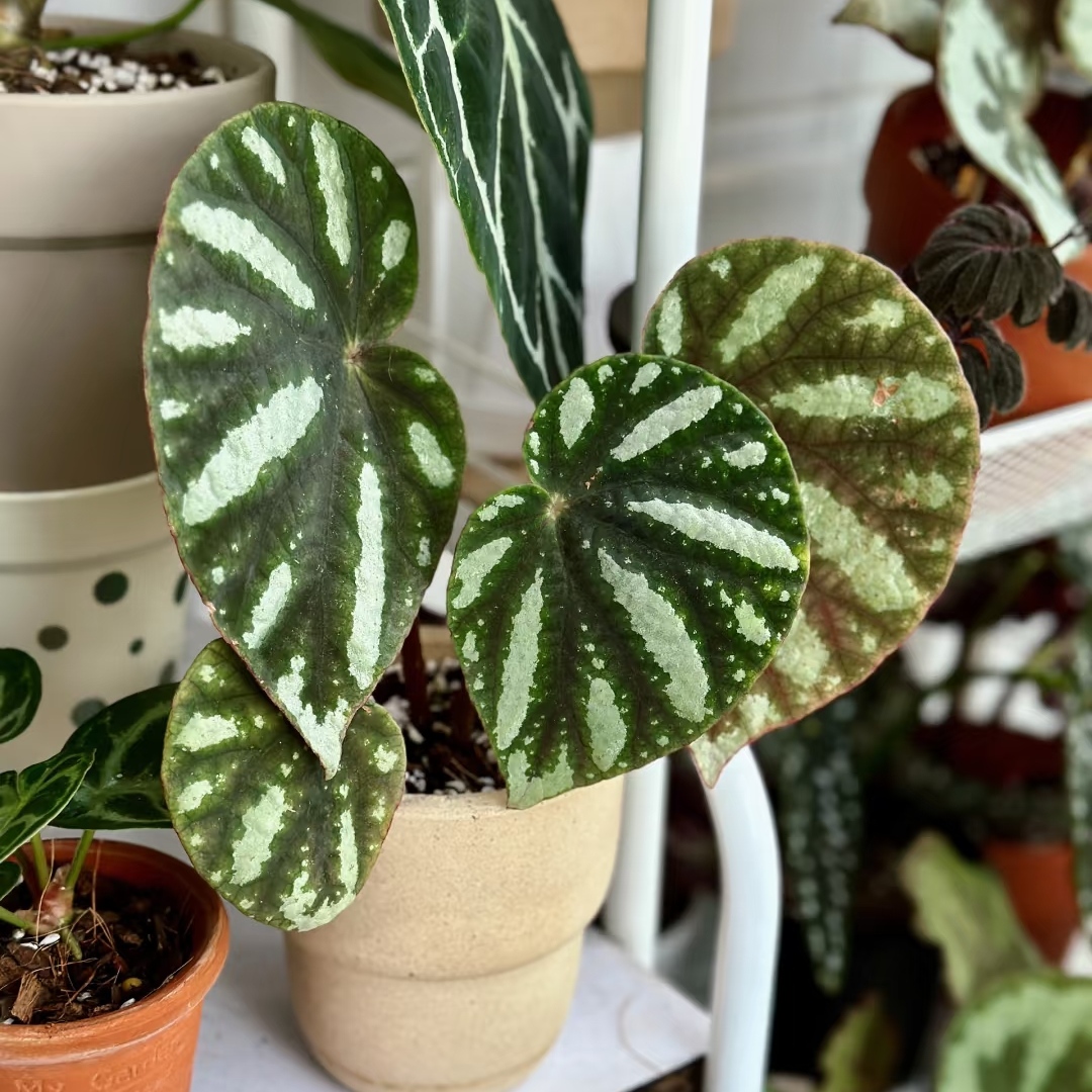 北越/岳蟆叶秋海棠 室内网红盆栽趣味小众高端热带观叶植物