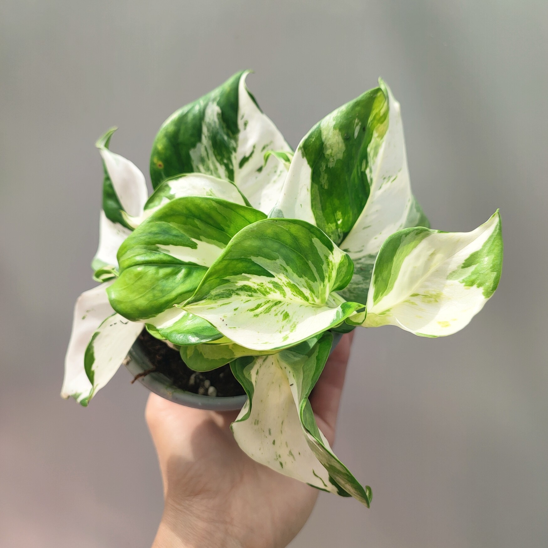 快乐叶子花叶绿萝epipremnum&lsquo;happy leaf&rsquo