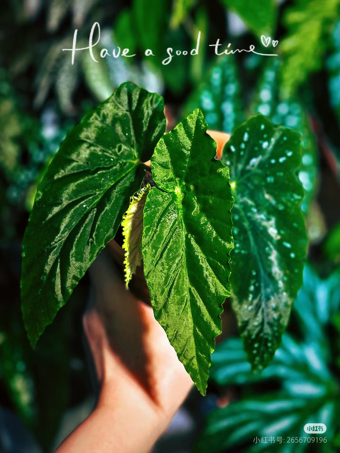 棱镜秋海棠丝绸质感系秋海棠绿色小清新秋海棠绿植植物