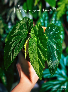棱镜秋海棠丝绸质感系秋海棠绿色小清新秋海棠绿植植物