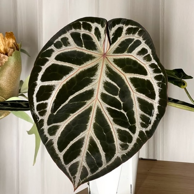 红水晶杂花烛新叶粉脉ins新手热植盆栽室内进口好养植物观叶