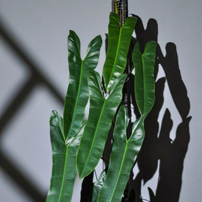 小圣灵蔓绿绒/Philodendronatabapoense｜室内耐阴好养绿植