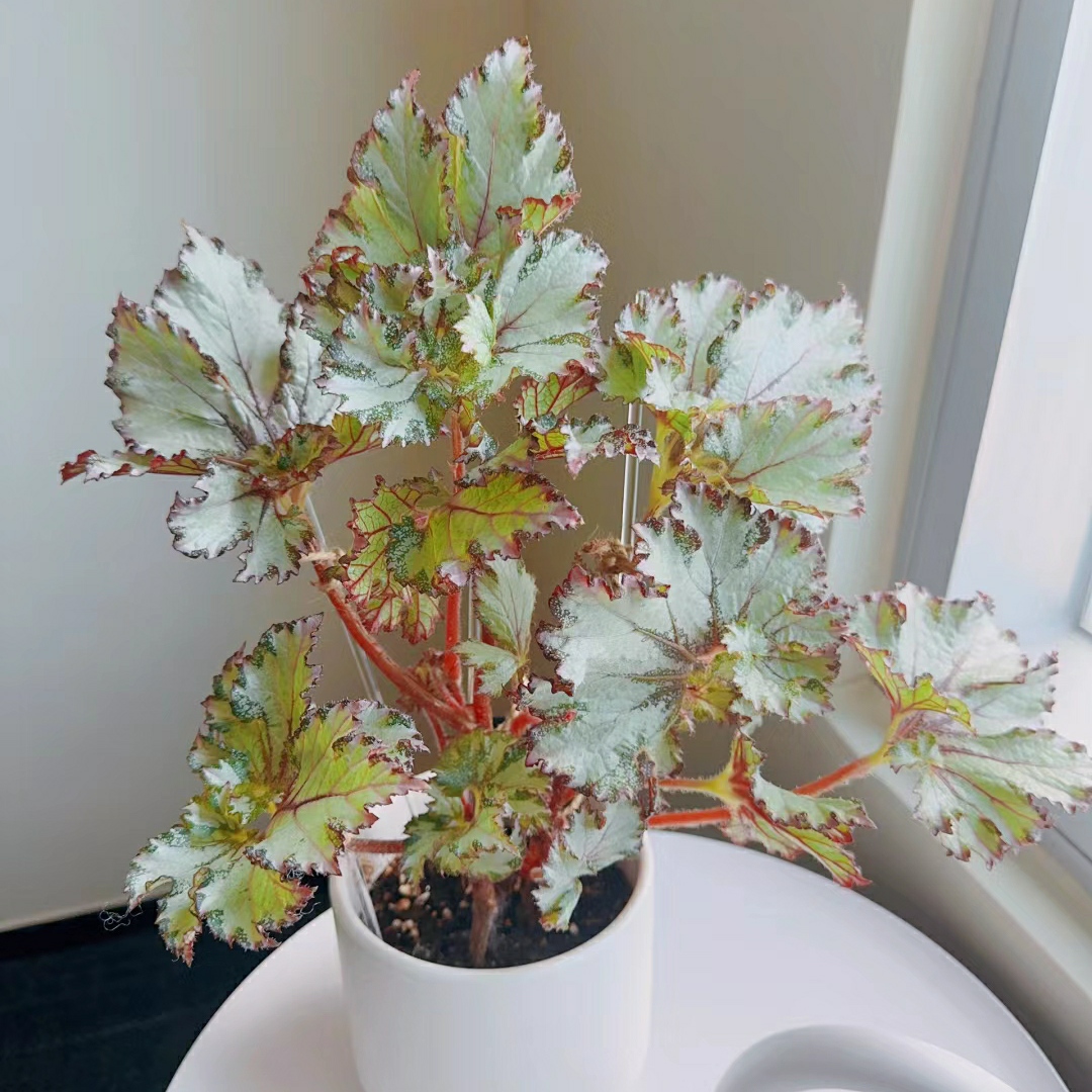 Begonia midnight Platinum午夜柏林秋海棠热带雨林网红绿植盆栽