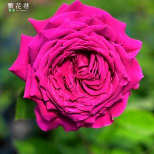 大花浓香灌木月季悠久的约定紫光高杯状盆栽庭院悠久的约束花苗