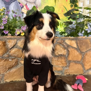 潮流大中小型犬泰迪雪纳瑞金毛 时尚 宠物卫衣狗狗衣服2027春季 新款