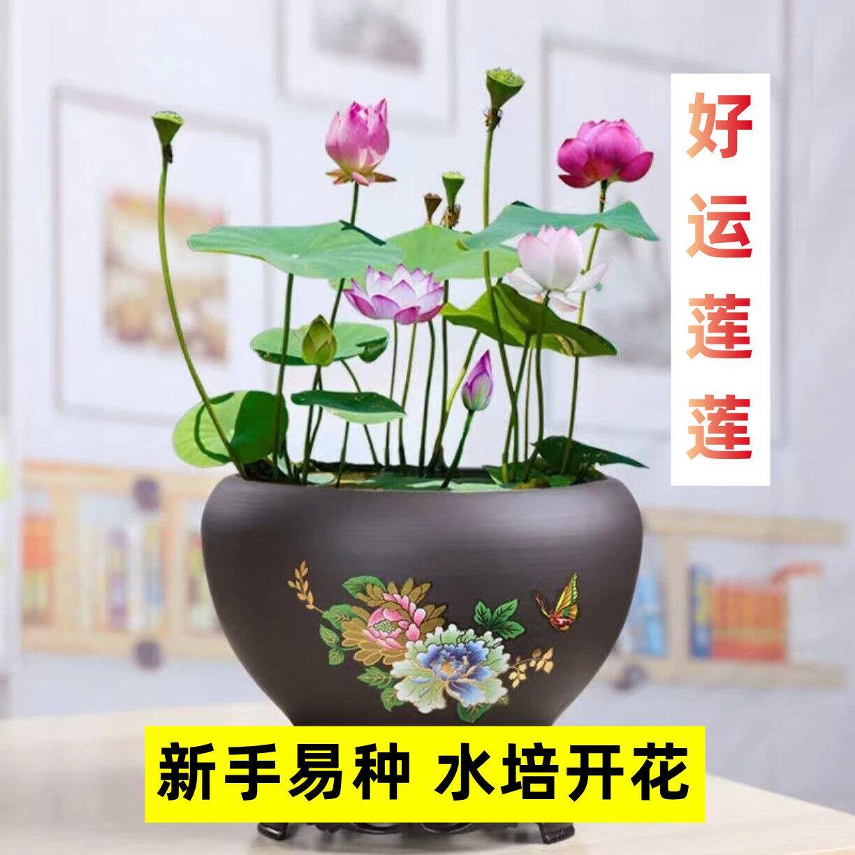 七彩碗莲种子水培植物盆栽已开口泗季开花阳台庭院睡莲泗季绿植