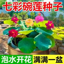 碗莲种水培花卉水养四季莲花荷花香绿植水培莲子室内好养活观赏花