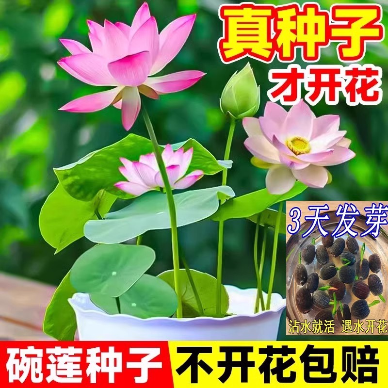 水培碗莲种籽子四季睡莲荷花水养植物种藕缸养盆栽铜钱草草籽种孑