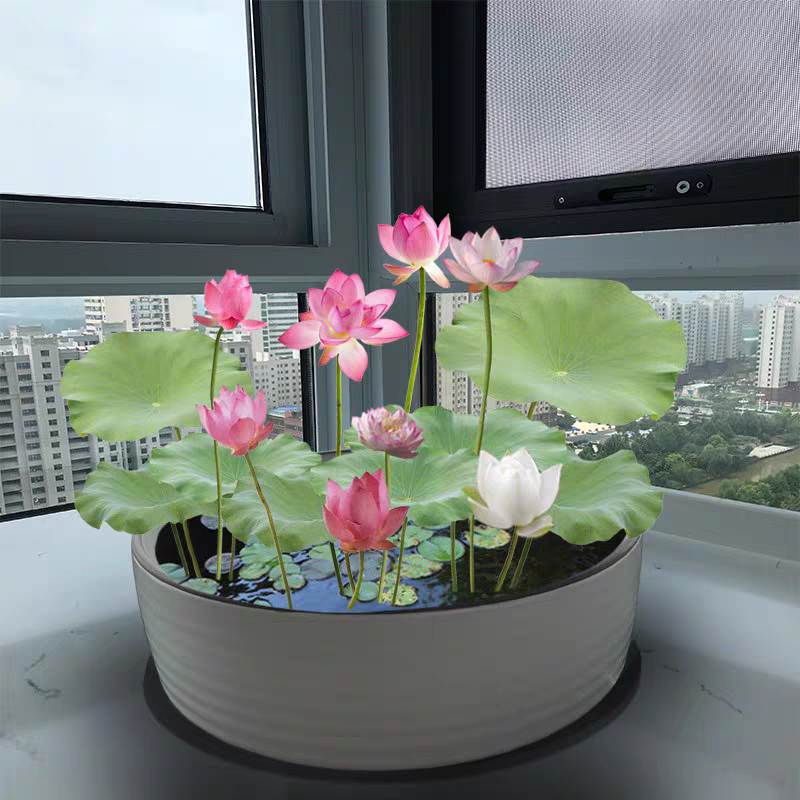七彩碗莲水培植物荷花盆栽已开口泗季开花阳台庭院睡莲四季绿植