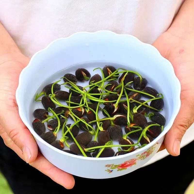 七彩碗莲水培植物荷花盆栽已开口泗季开花阳台庭院睡莲四季绿植