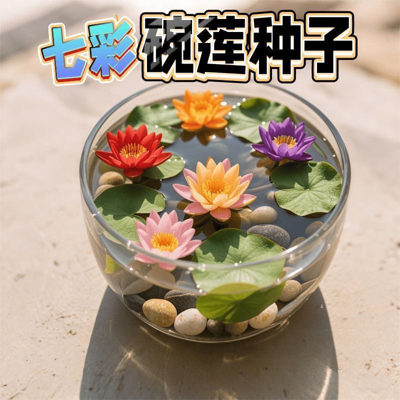 七彩碗莲水培植物荷花盆栽已开口泗季开花阳台庭院睡莲四季绿植