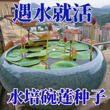 碗莲种水培花卉水养四季莲花荷花香绿植水培莲子室内好养活观赏花