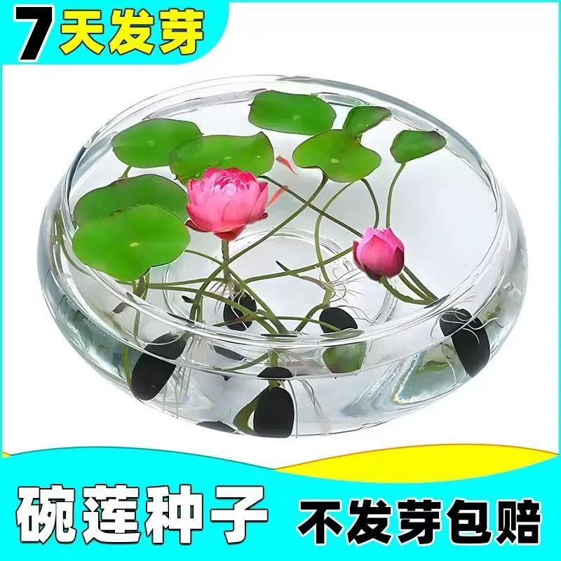 七彩碗莲水培植物荷花盆栽已开口泗季开花阳台庭院睡莲四季绿植
