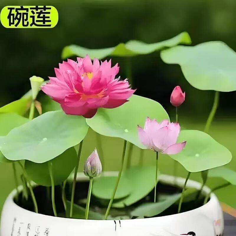 七彩碗莲种子水培植物盆栽已开口泗季开花阳台庭院睡莲泗季绿植