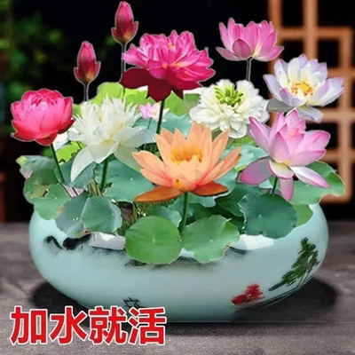 碗莲水培水生植物花卉适合水养的花种子籽盆栽四季睡莲荷花铜钱草