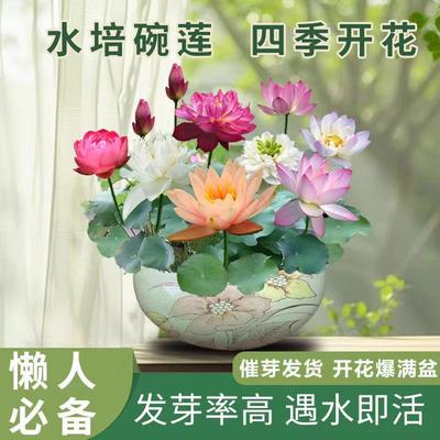 水养开口碗莲花种子见水就活无土栽培桌面绿植荷花盆栽室内外易养