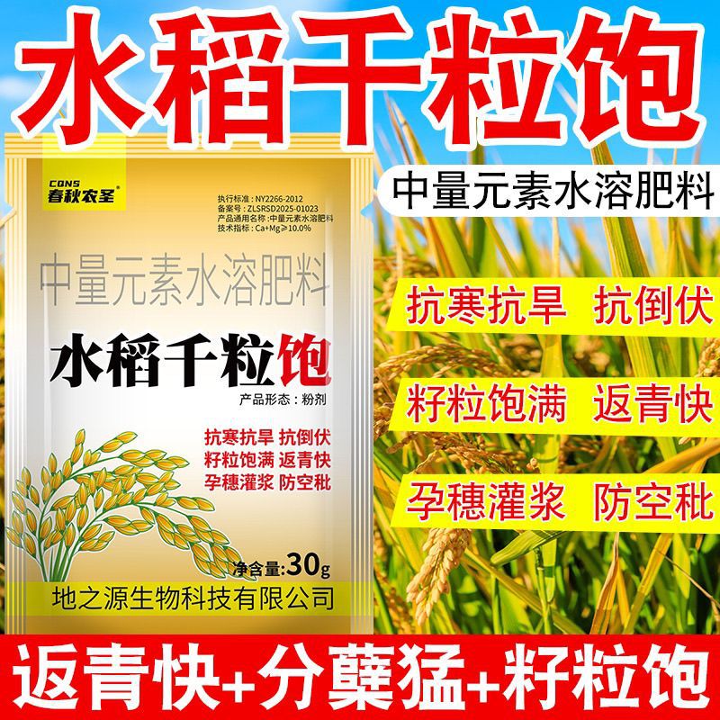 水稻千粒饱种植提质增产