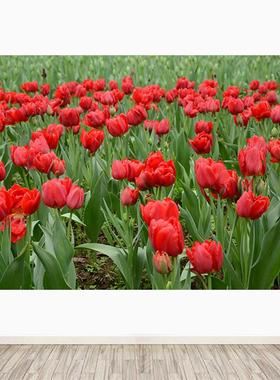红色郁金香花朵图海报花海自然风景客厅卧室餐厅酒店壁画自粘定制