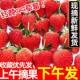 云南现摘新鲜红颜草莓商用蛋糕奶茶烘培孕妇淡奶油水果章姬甜四季