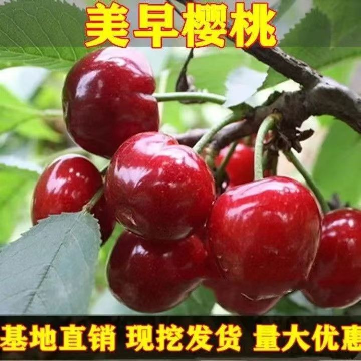 美早车厘子樱桃树苗嫁接苗果树苗南北方种植矮化春季种植
