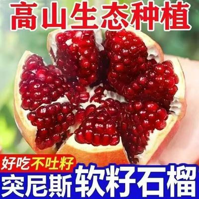 突尼斯软籽石榴树苗嫁接果树苗盆栽地栽庭院种植四季