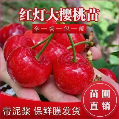 正宗红灯大樱桃树苗嫁接苗果树果苗矮化盆栽南北方种植带土