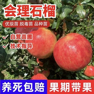 会理石榴树苗嫁接优级苗脱毒苗庭院果树当年结果南北方种植