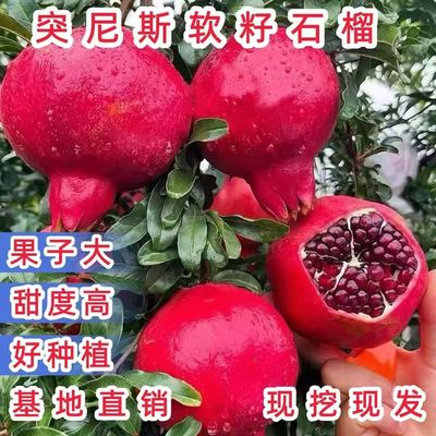 突尼斯软籽石榴树苗嫁接果树苗盆栽地栽当年结果特大苗
