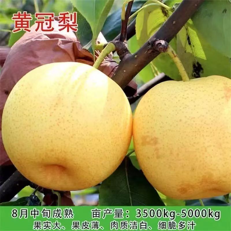正宗黄冠梨树果苗嫁接当年结果