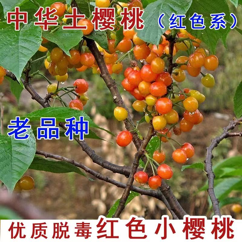 中华土樱桃树苗嫁接红色系老品种果树苗南北方种植当年结果