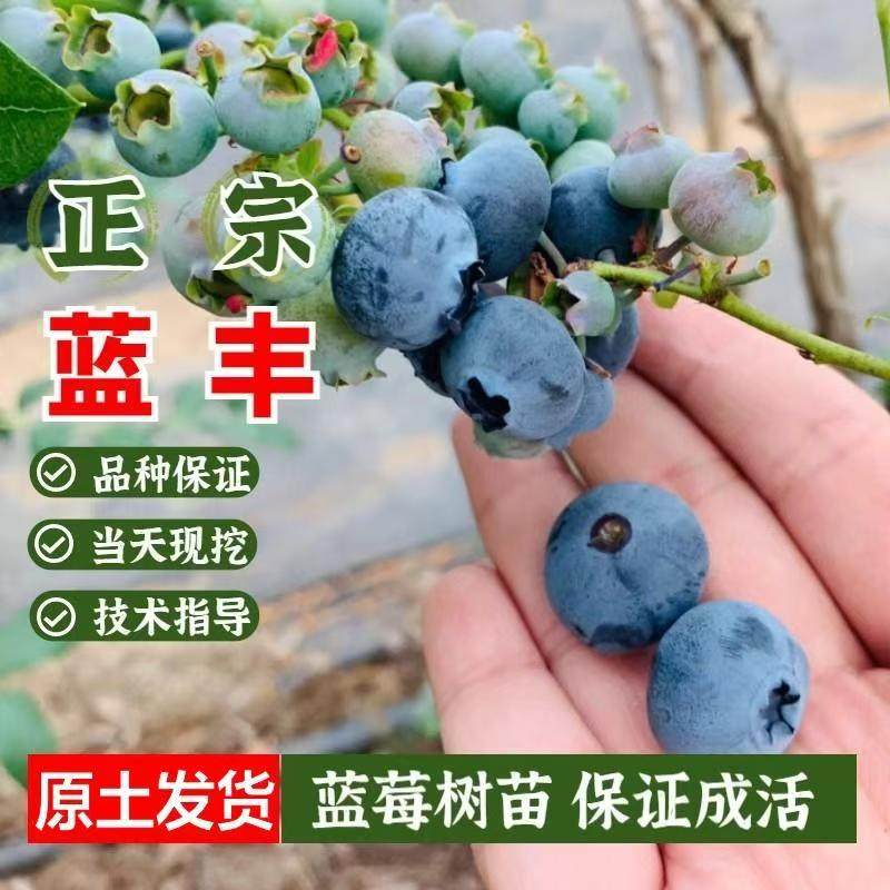 蓝丰蓝莓苗果树苗扦插大苗当年结果原土发货技术指导,鲜花速递/花卉仿真/绿植园艺,果树,淘宝优惠券,粉丝福利购,淘宝优惠卷