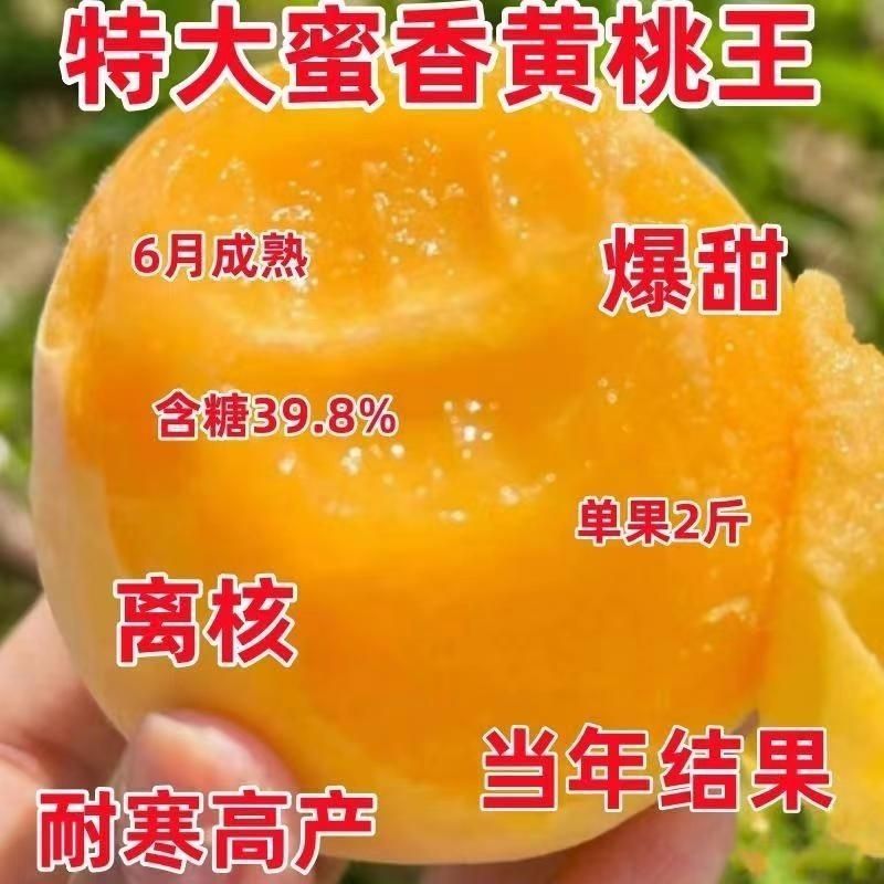 嫁接黄金蜜桃盆栽地栽南方北方