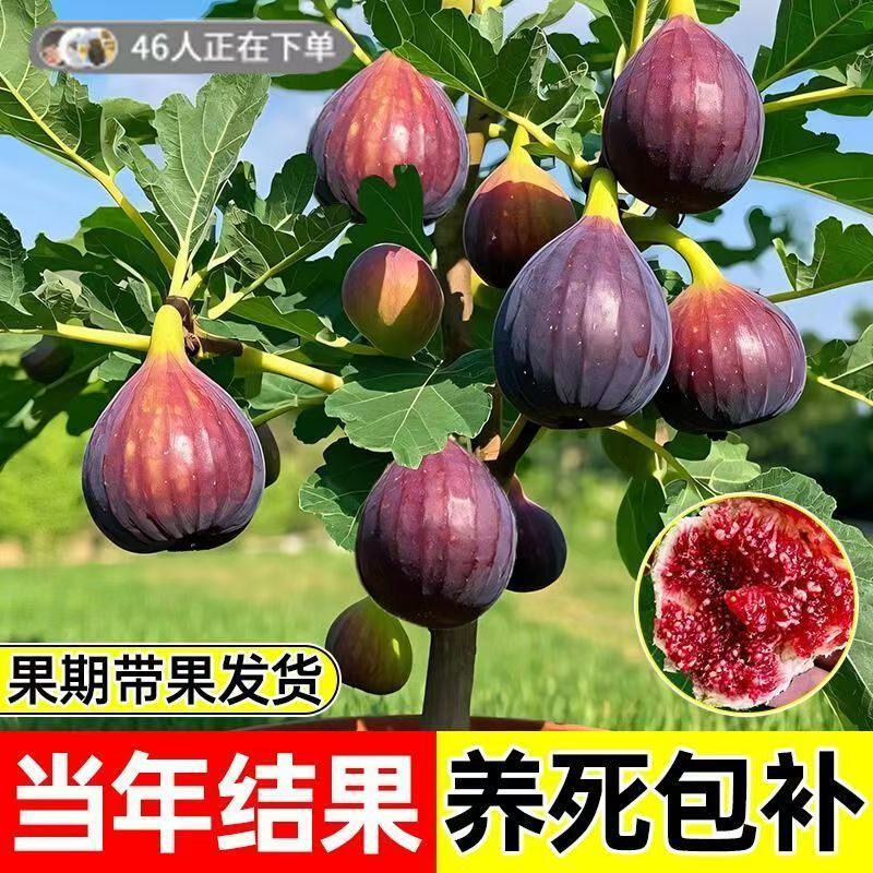 红波姬无花果树苗嫁接大果南北方种植当年结果盆栽地栽带果发货