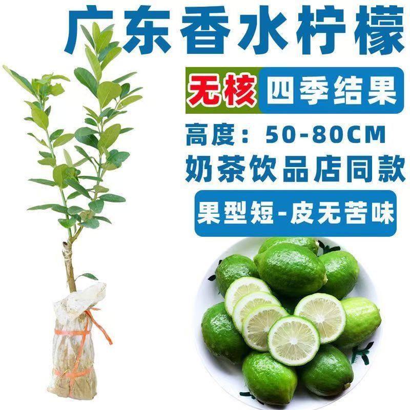 广东香水柠檬树苗嫁接四季结果南北方种植带果当年硕果累累