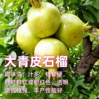 大青皮石榴树苗嫁接大青皮石榴苗当年结果南北方种植盆栽地栽