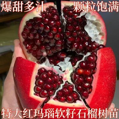爆产红玛瑙石榴树苗嫁接当年结果南北方种植乔木活苗地栽盆栽