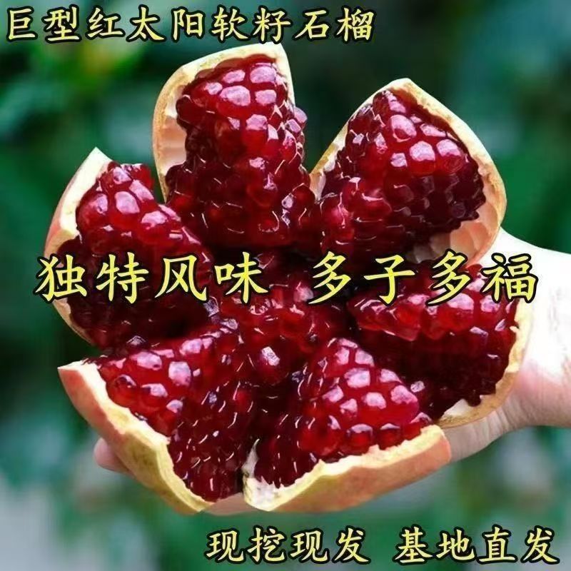 嫁接红太阳软籽石榴树苗巨型甜石榴乔木庭院南北方种植当年结果