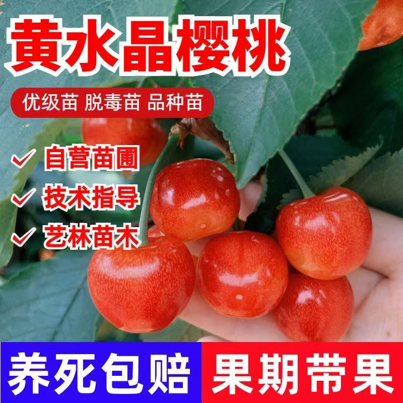 正宗黄水晶樱桃苗嫁接盆栽果树苗优级苗脱毒苗当年结果南北方种植