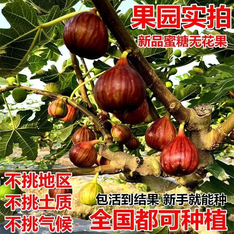嫁接无花果树苗特大果南北方种植当年结果新品蜜糖无花果