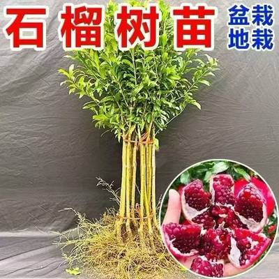 大红袍 石榴树苗嫁接盆栽地栽乔木大苗果树苗四季种植庭院
