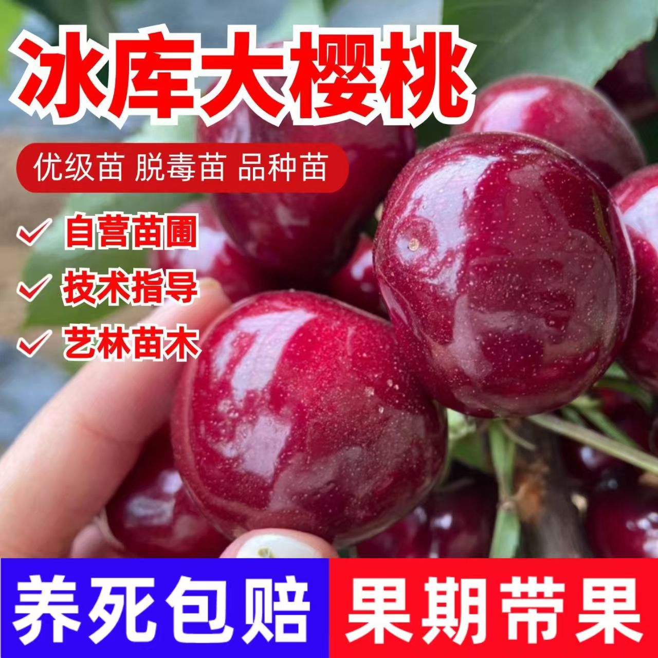 嫁接冰库车厘子大樱桃树苗果树苗当年结果南北方种植盆栽