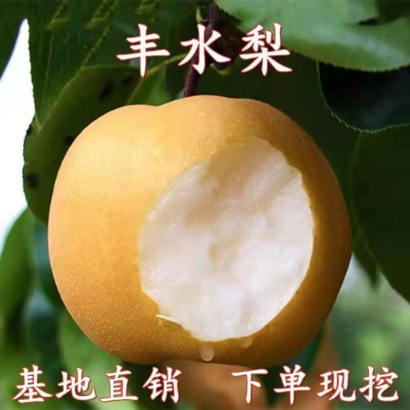 丰水梨树果苗嫁接秋月梨砀山梨当年结果庭院盆栽活苗