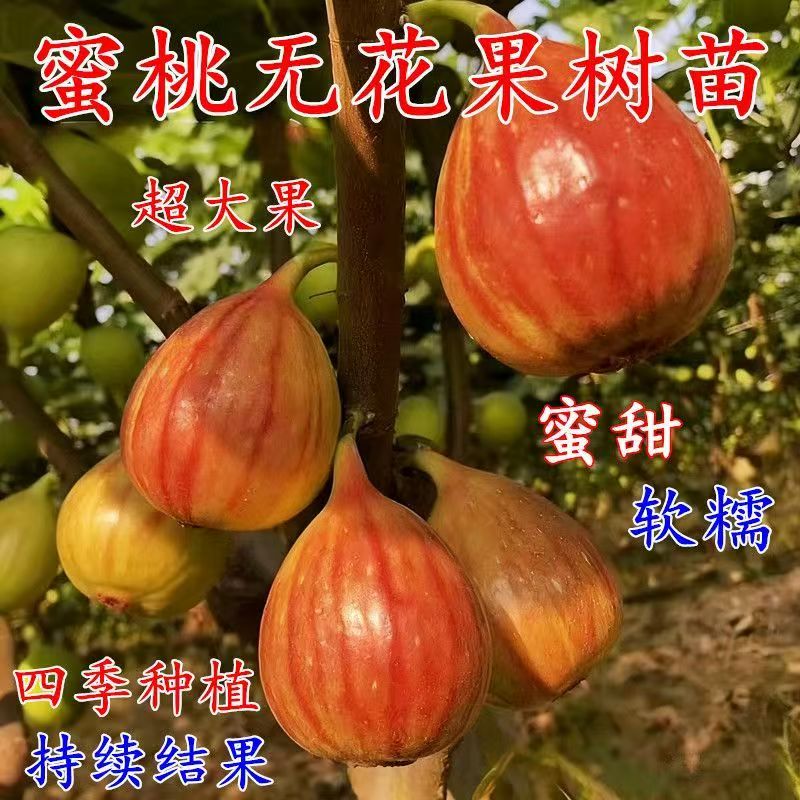 蜜桃无花果树苗嫁接苗超大果蜜甜软糯南北方种植当年结果四季种植