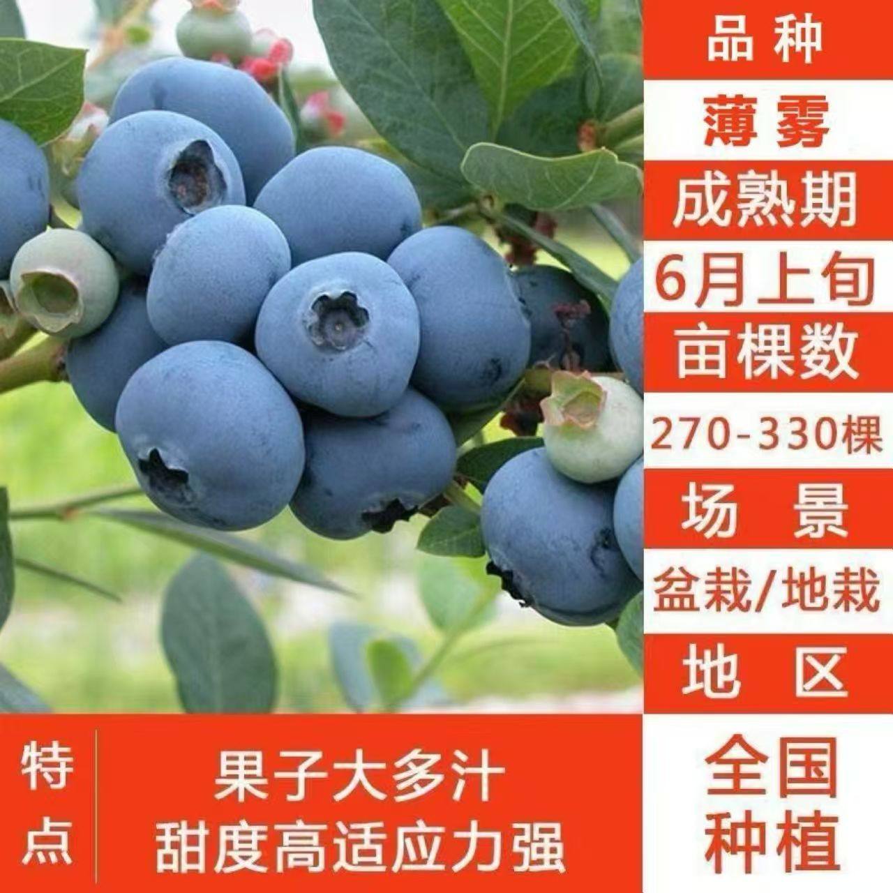 特大薄雾蓝莓苗大苗盆栽地栽南北方种植带土球抗寒薄皮,鲜花速递/花卉仿真/绿植园艺,果树,淘宝优惠券,粉丝福利购,淘宝优惠卷