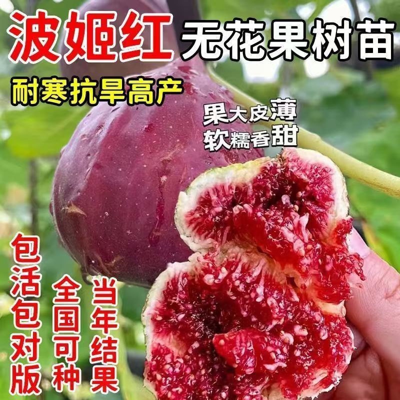嫁接优质波姬红无花果树苗当年结果南北方种植包活红皮无花果树苗