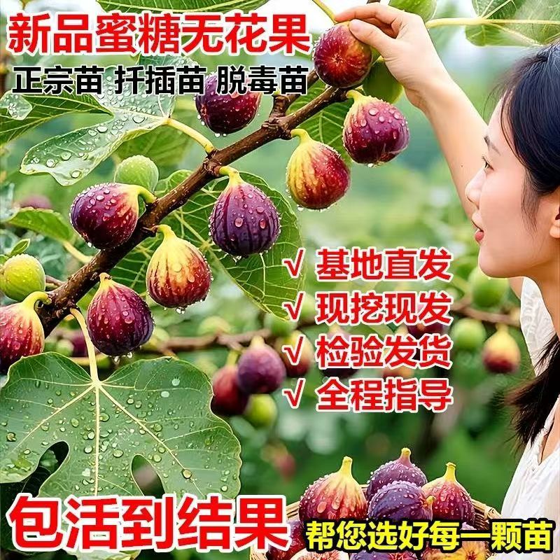 蜜糖无花果树苗嫁接苗盆栽地栽当年结果包活到结果全国种植