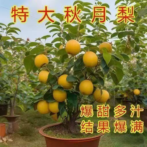 特大秋月梨果树苗嫁接苗当年结果盆栽地栽南北方庭院种植