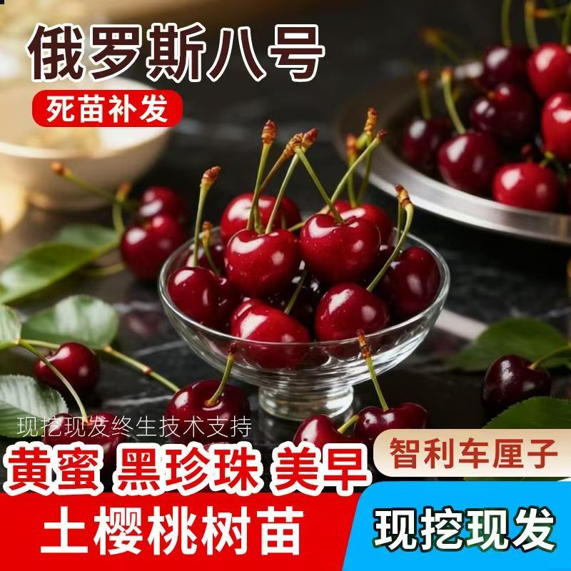 俄罗斯8号车厘子樱桃树苗嫁接矮化果树苗南北方种植正宗水果苗